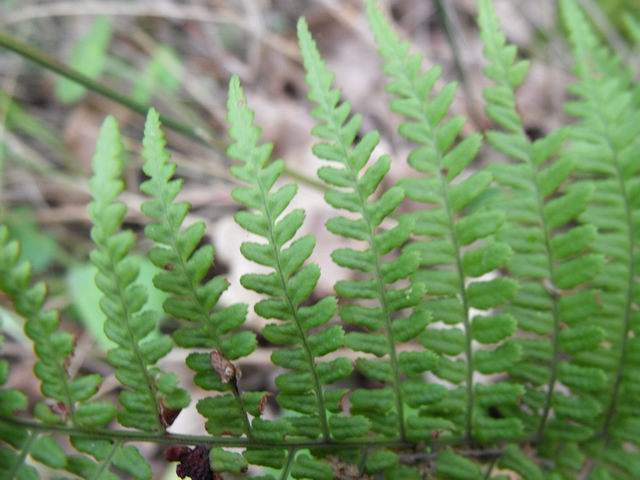 Cfr. Dryopteris sp.